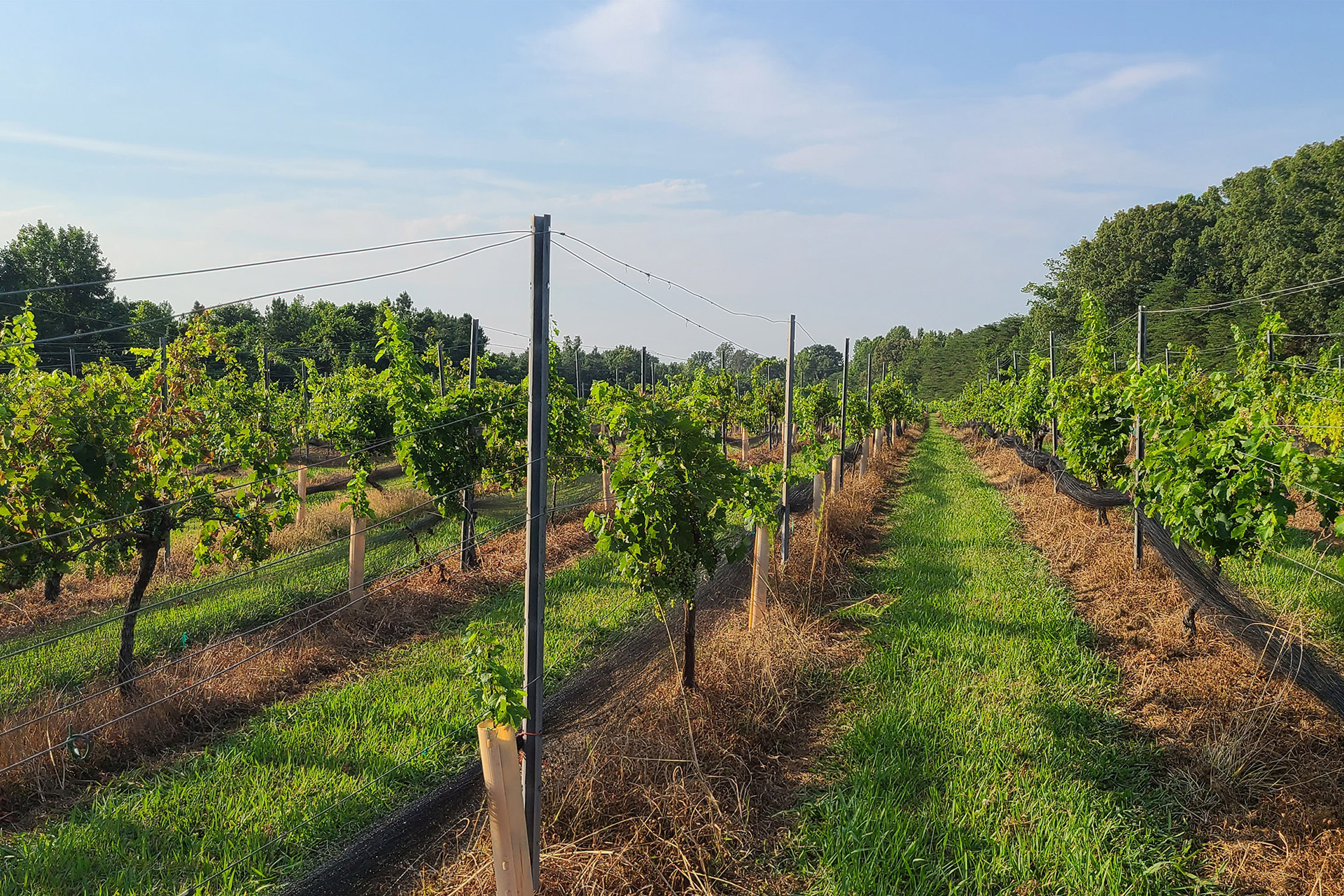 Lush green Vineyard.